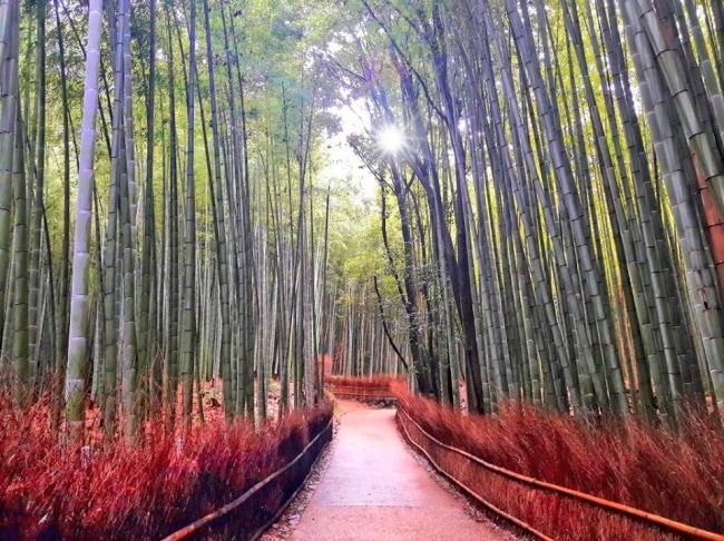 La foresta di bambù a Kyoto: Arashiyama Bamboo Forest