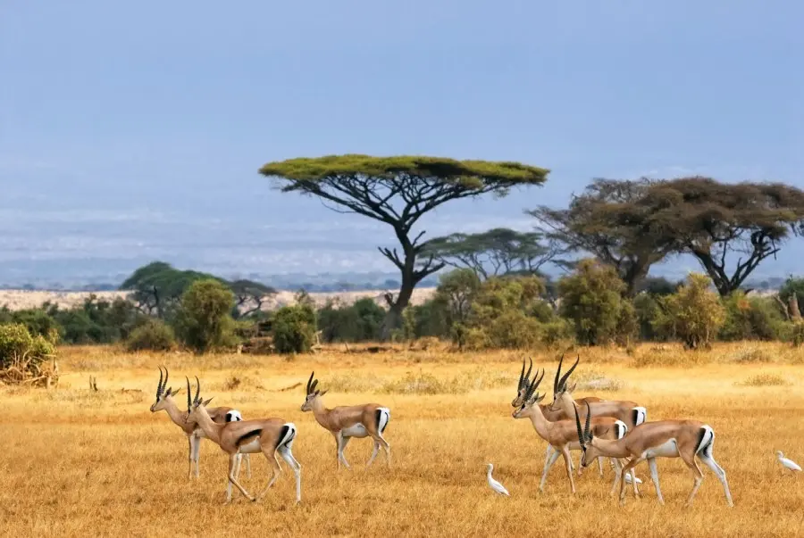 animali nella savana in africa