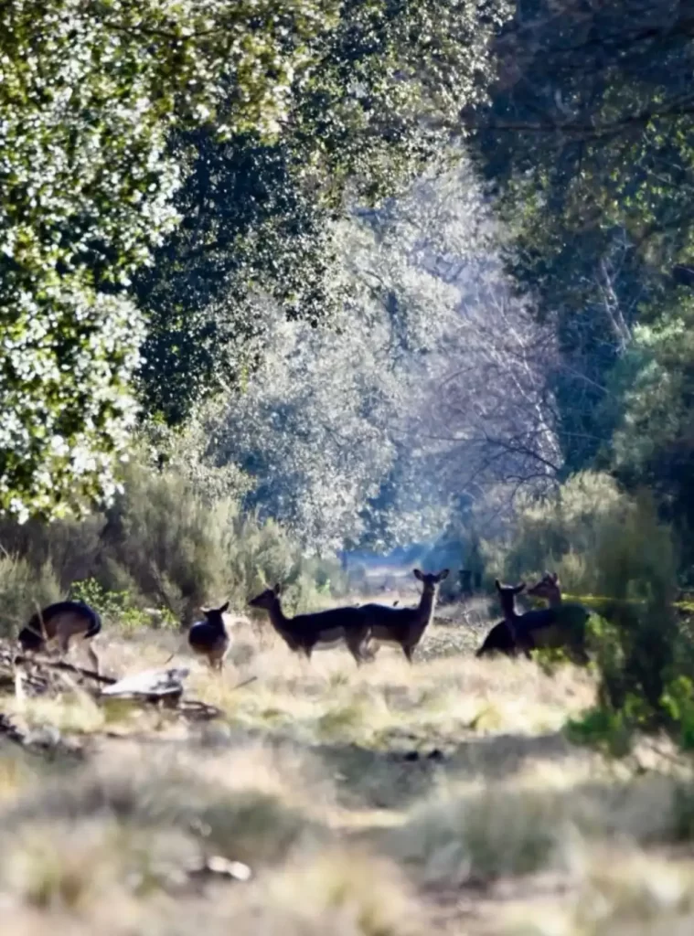 daini al parco di san rossore  