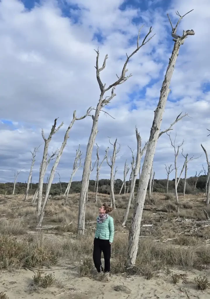 Foresta pietrificata sulla spiaggia del gombo al parco di san rossore di Pisa